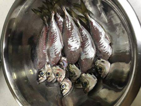 そろそろアジの季節かな！！