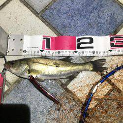 青海南シーバスチャレンジ！新記録ラッシュ！