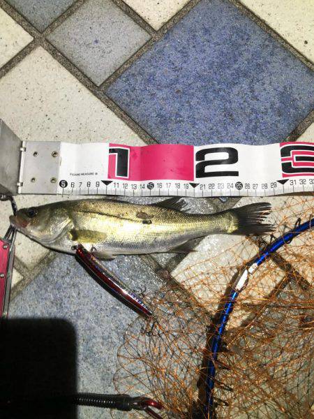 青海南シーバスチャレンジ！新記録ラッシュ！