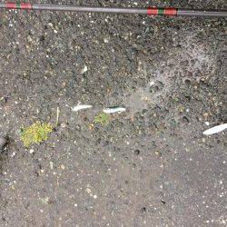 江尻埠頭 イワシとカサゴ