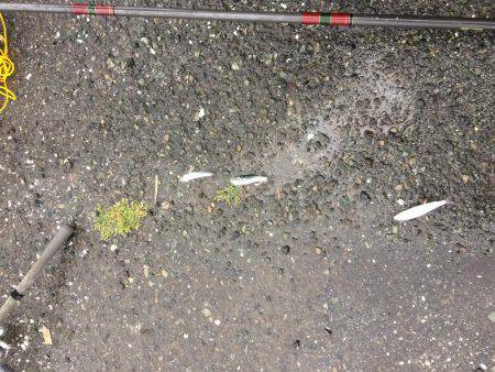 江尻埠頭 イワシとカサゴ