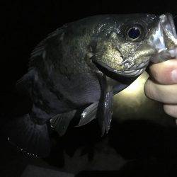 リベンジ釣行っ