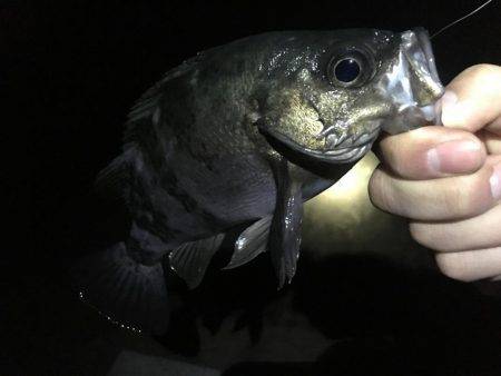 リベンジ釣行っ