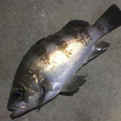 潮のタイミング合いません。。。