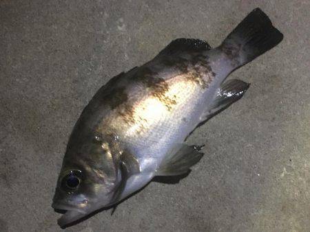 潮のタイミング合いません。。。