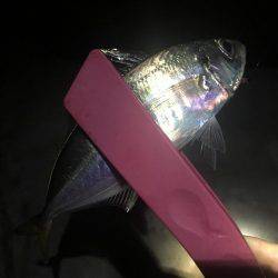 小潮のド干潮…岩屋経由育波行き