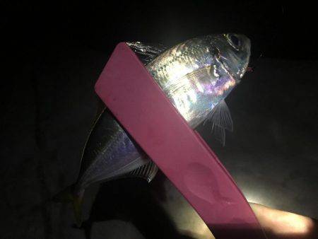 小潮のド干潮…岩屋経由育波行き