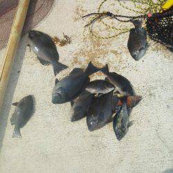 チヌ不発でした・・