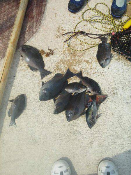 チヌ不発でした・・