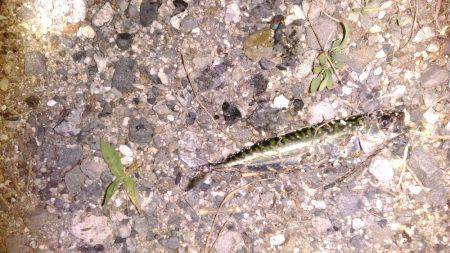 泉佐野コンビナート湾奥