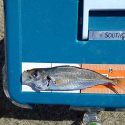 フカセ釣り初挑戦