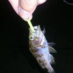 まだまだ楽しめる