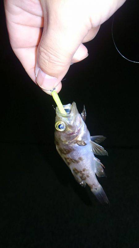 まだまだ楽しめる