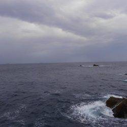 ハマチ・メジロ祭り