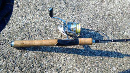 チニングに行ったのですがエイ、鯉、鮒の猛攻にあい場所移動したら