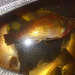 アジホゲてメバリング