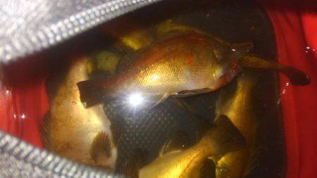 アジホゲてメバリング