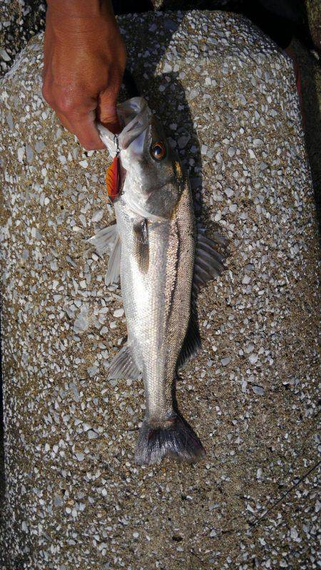 シーバスday ゲーム