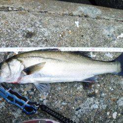 今シーズン初朝練