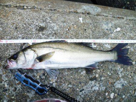今シーズン初朝練