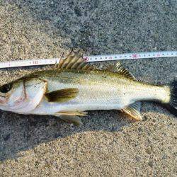 5時半ダッシュ勝平