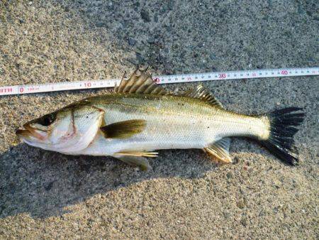 5時半ダッシュ勝平