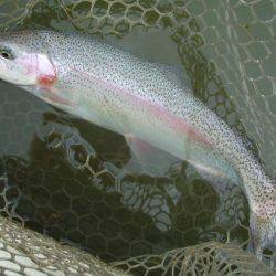 大安トラウトレイク 釣果