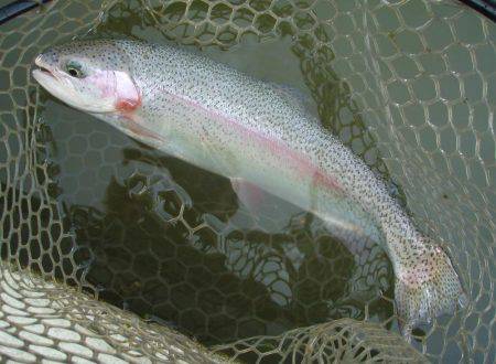 大安トラウトレイク 釣果