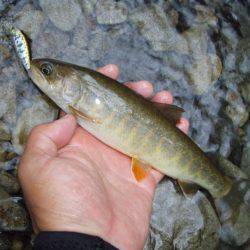 長良川水系でアマゴ釣り
