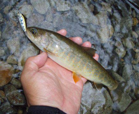 長良川水系でアマゴ釣り