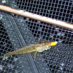 超ライトフィッシュゲーム