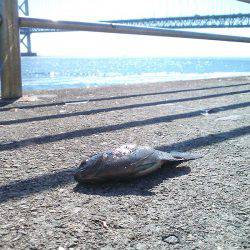 今季初グレ狙い！