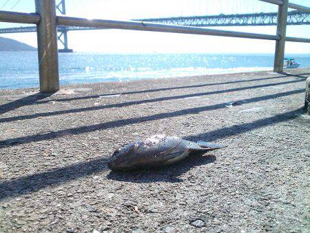 今季初グレ狙い！