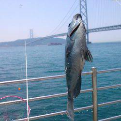 グレ30cm釣れました〜！