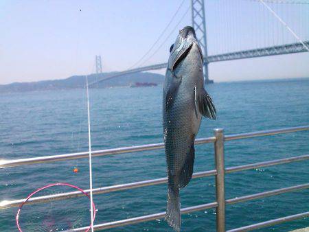 グレ30cm釣れました〜！