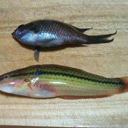 コッパメジナにチャリコ!