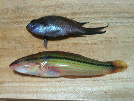 コッパメジナにチャリコ!