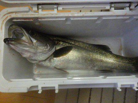 カヤックジギング