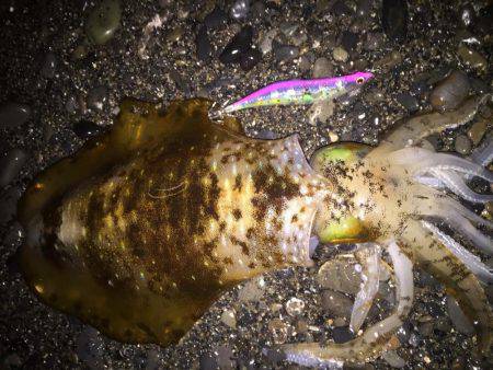 浜、湾内ともに連日アオリイカ、ヒラメ、モン…