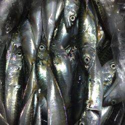 ハマチかシーバス狙いが・・・