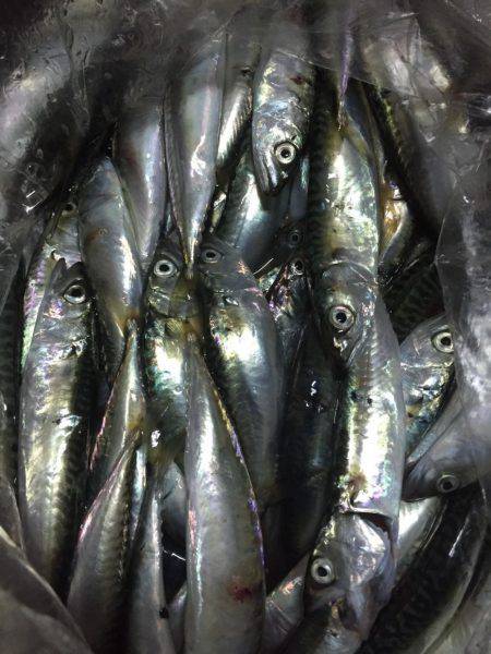 ハマチかシーバス狙いが・・・