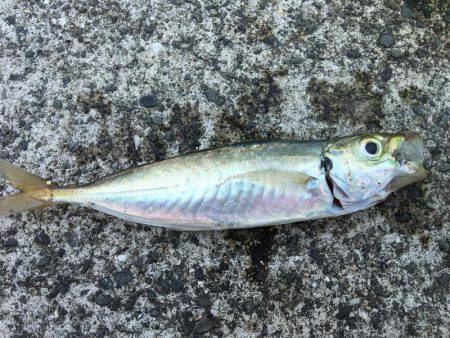 のんびり五目釣り