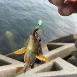 さぐるぜ!穴釣り&投げ釣り