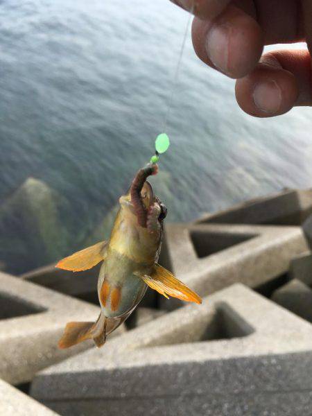 さぐるぜ!穴釣り&投げ釣り