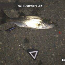 なかなか釣れない