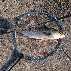 朝まずめゲーム