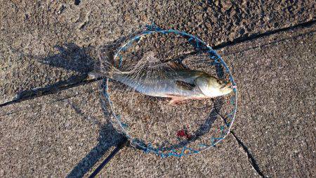 朝まずめゲーム