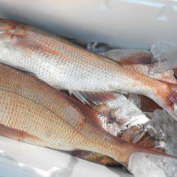 こうゆう丸 釣果