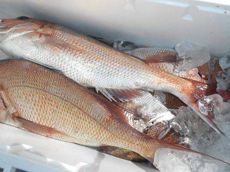 こうゆう丸 釣果