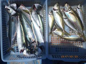 石川丸 釣果